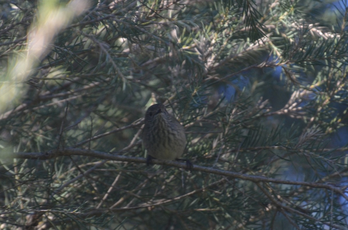 Inland Thornbill - ML639403070