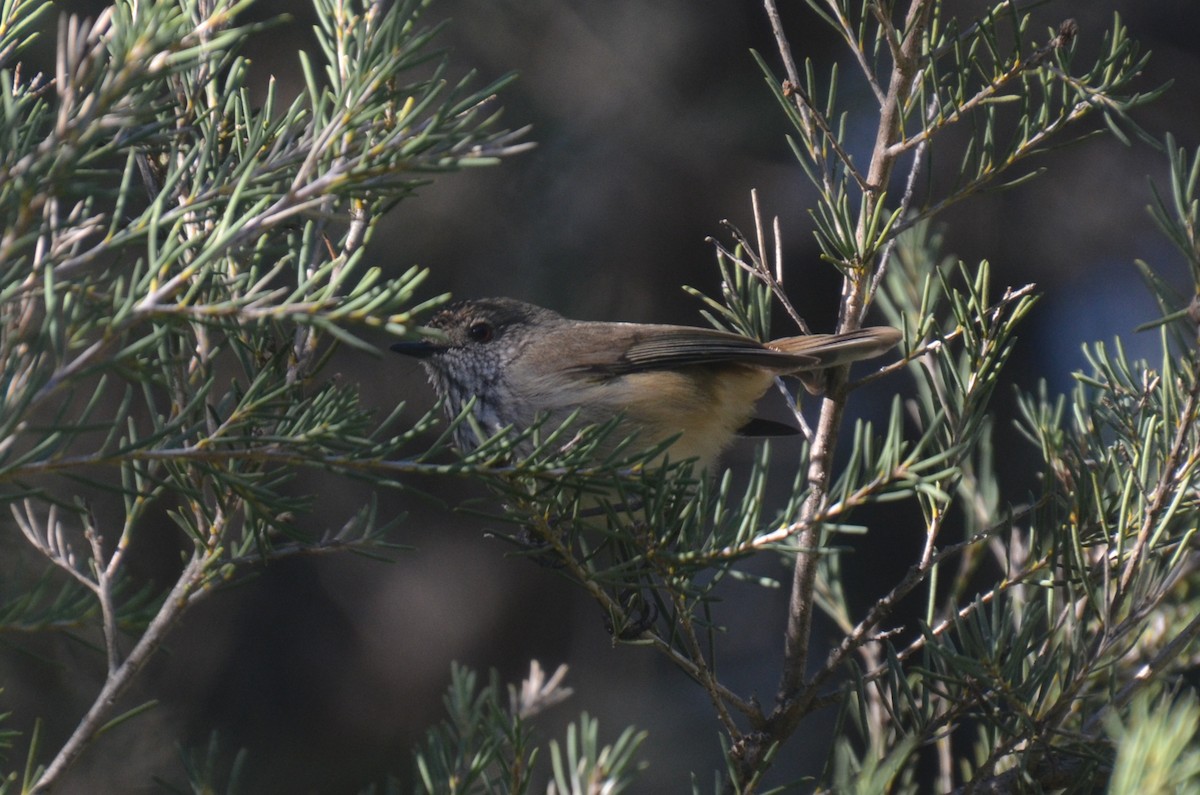 Inland Thornbill - ML639403071