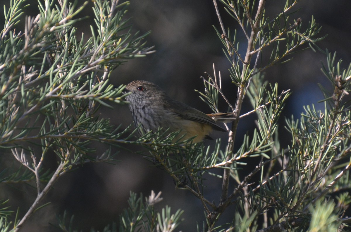 Inland Thornbill - ML639403072