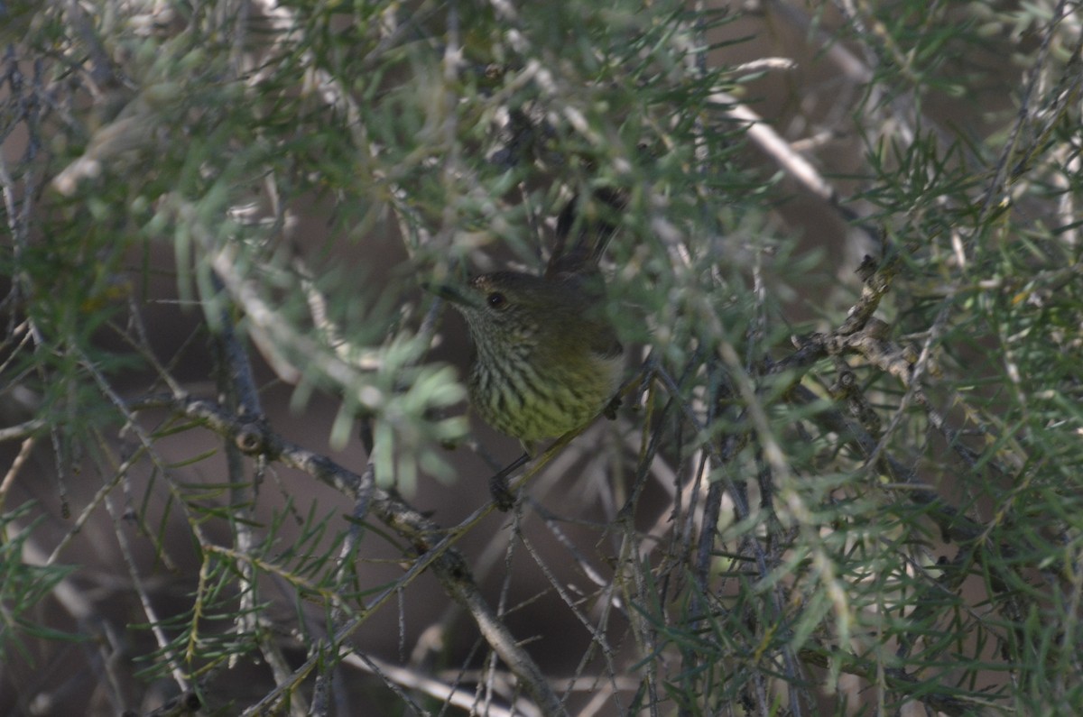 Inland Thornbill - ML639403073