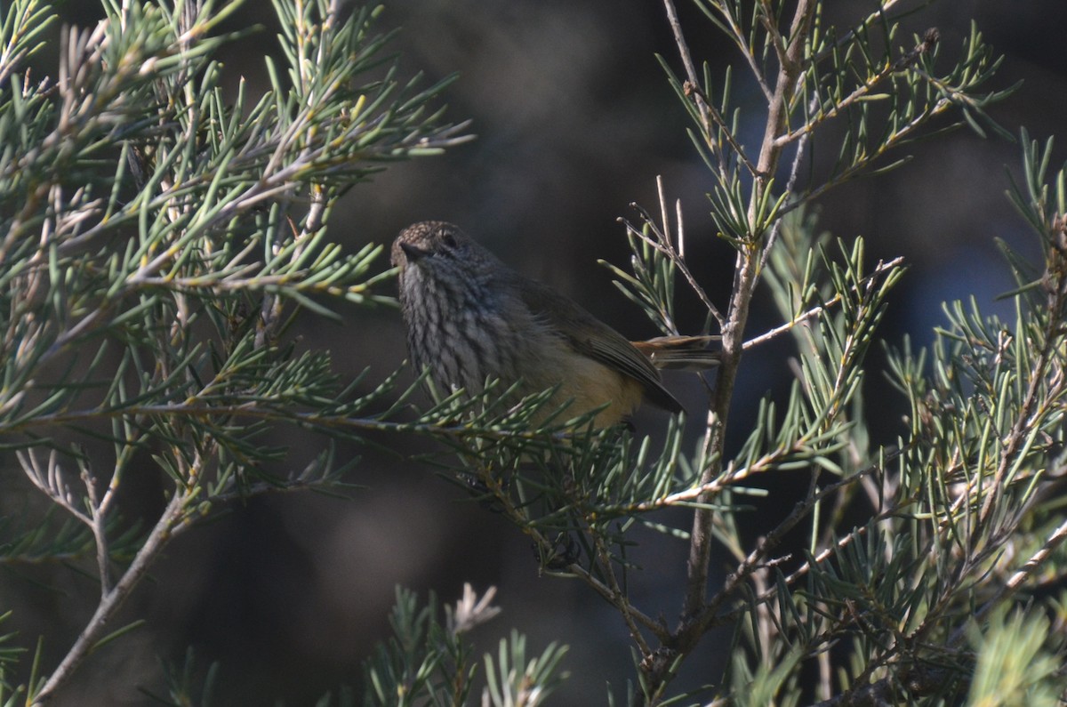 Inland Thornbill - ML639403074