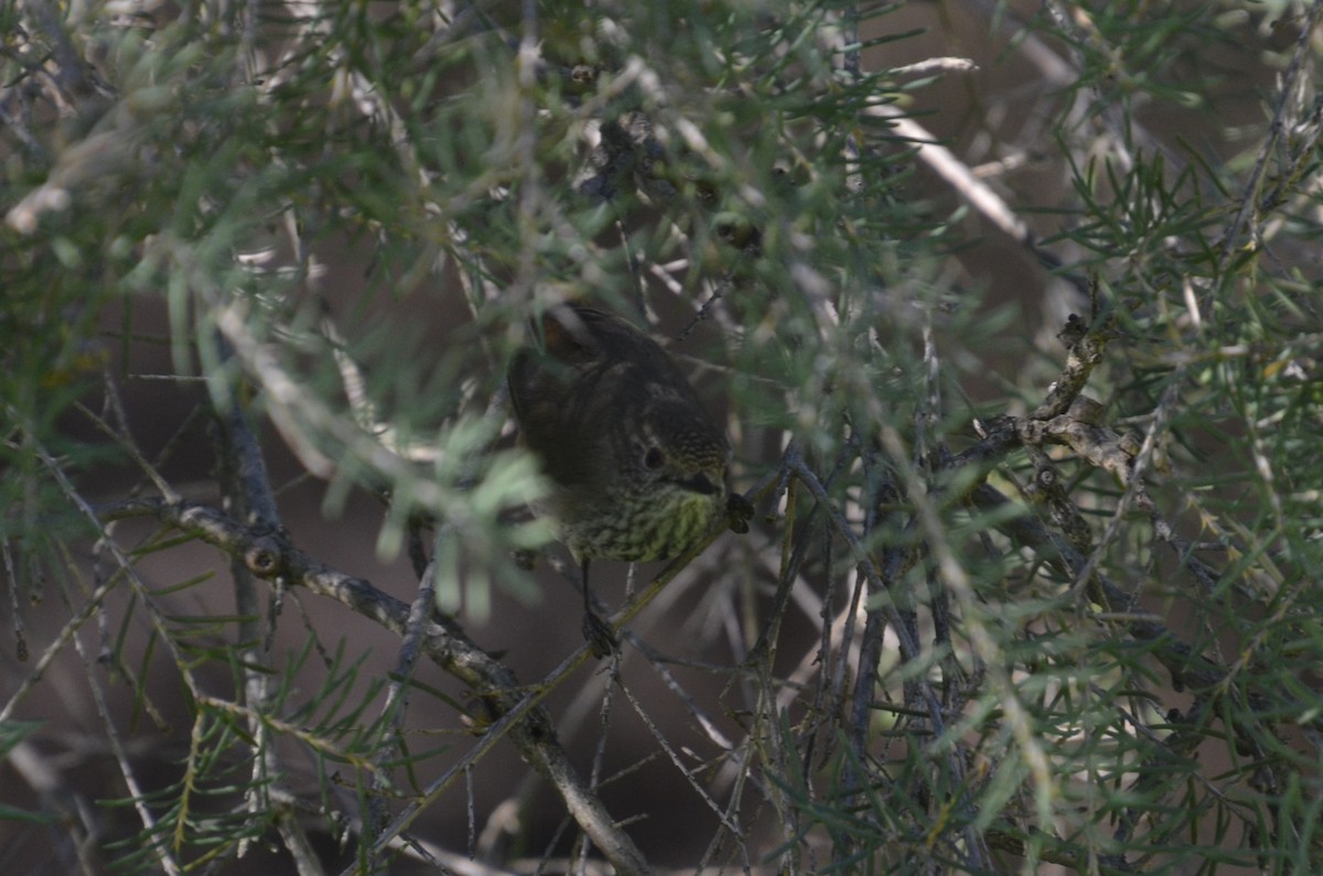 Inland Thornbill - ML639403075