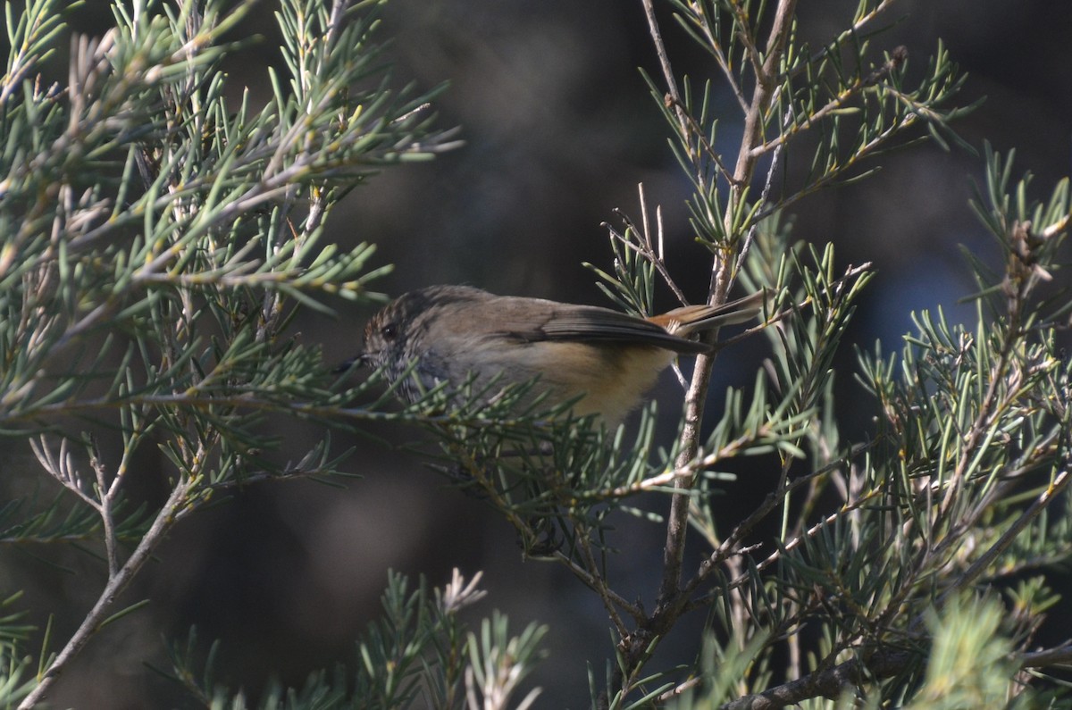 Inland Thornbill - ML639403076