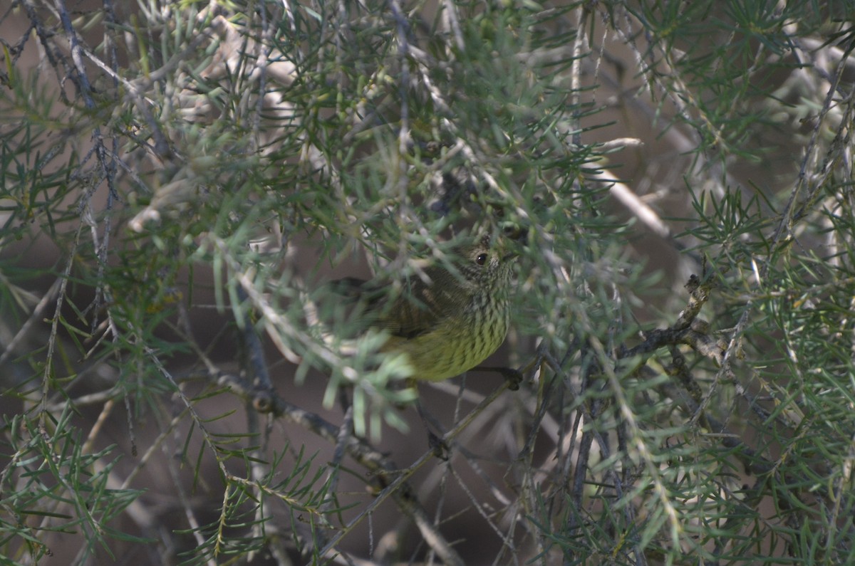 Inland Thornbill - ML639403077