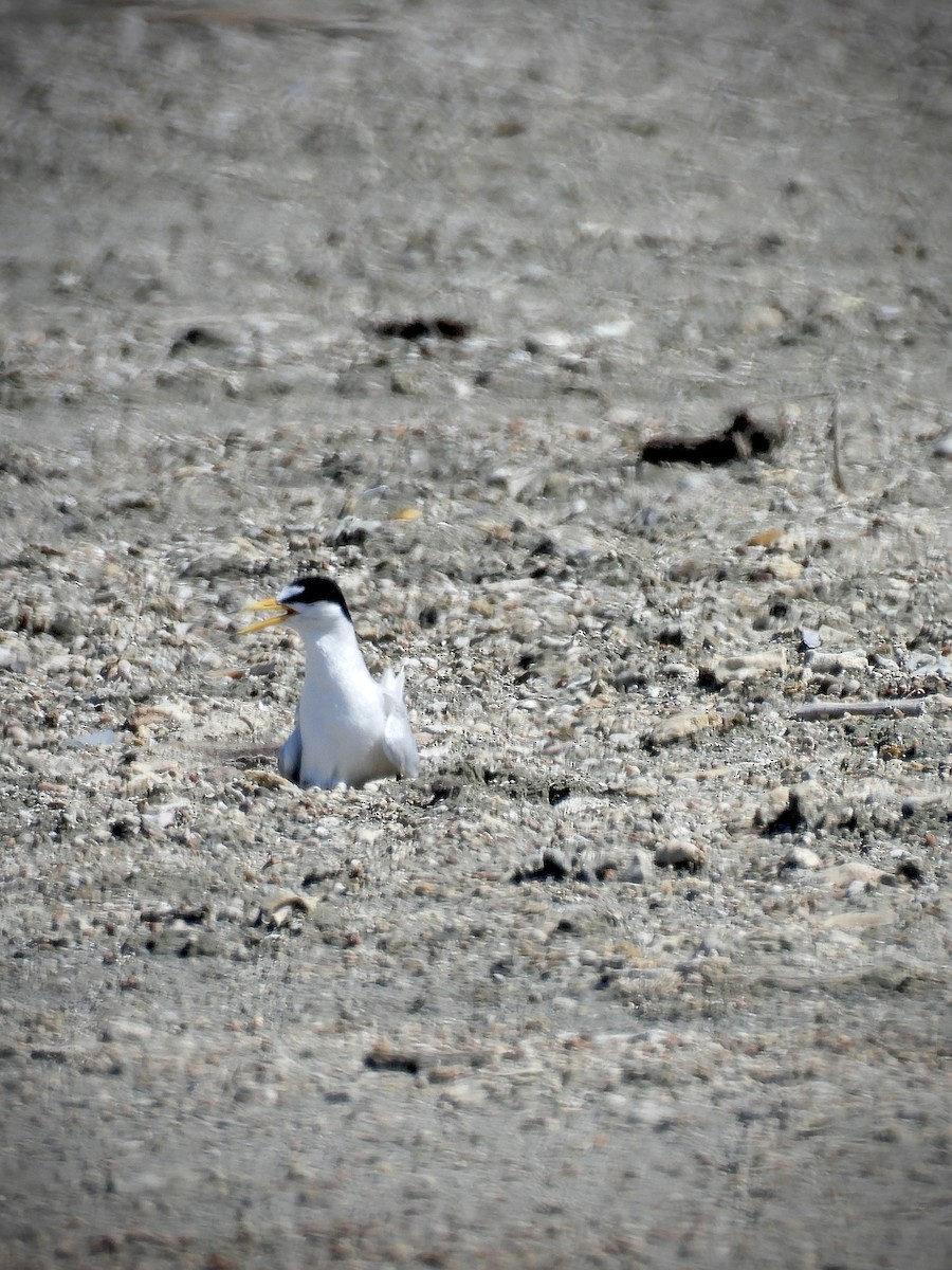 Txenadatxo antillarra - ML639403113