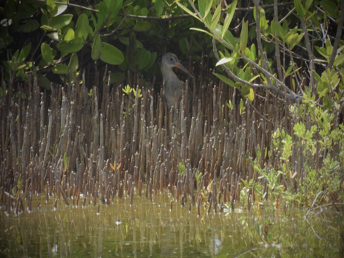 Clapper Rail - ML639403122