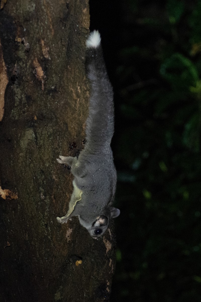 Sugar Glider - ML639403150