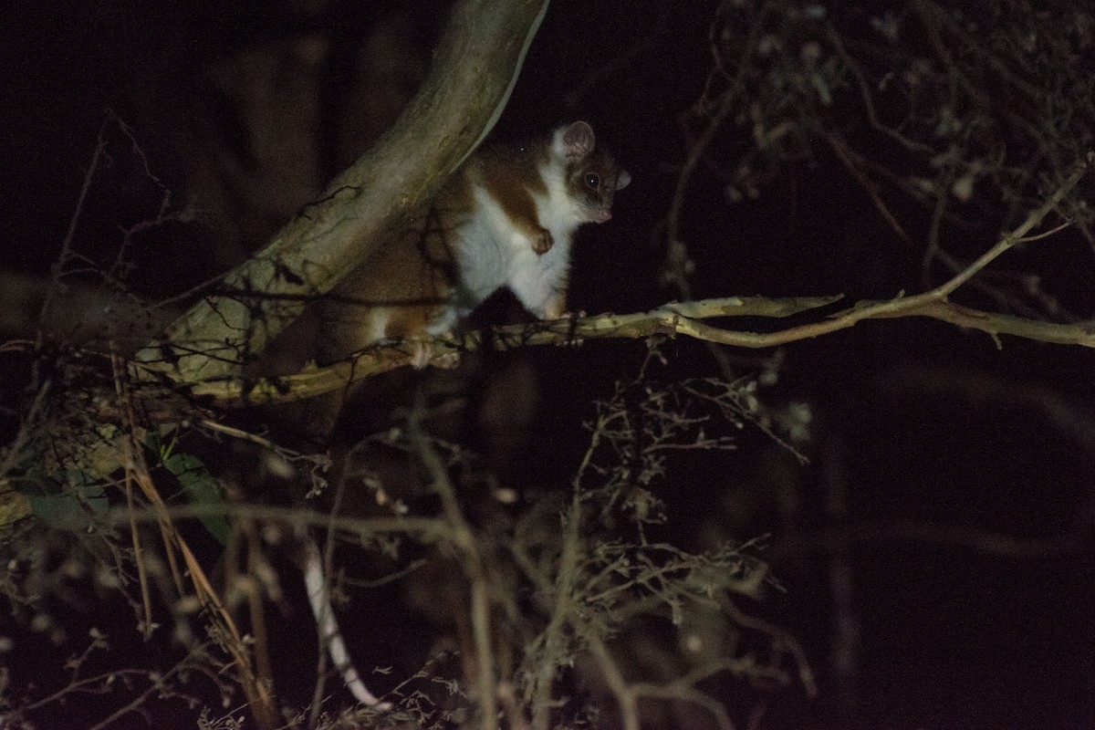 Common Ring-tailed Possum - ML639403151