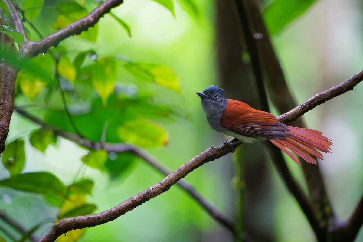Blyth's Paradise-Flycatcher - ML639403196