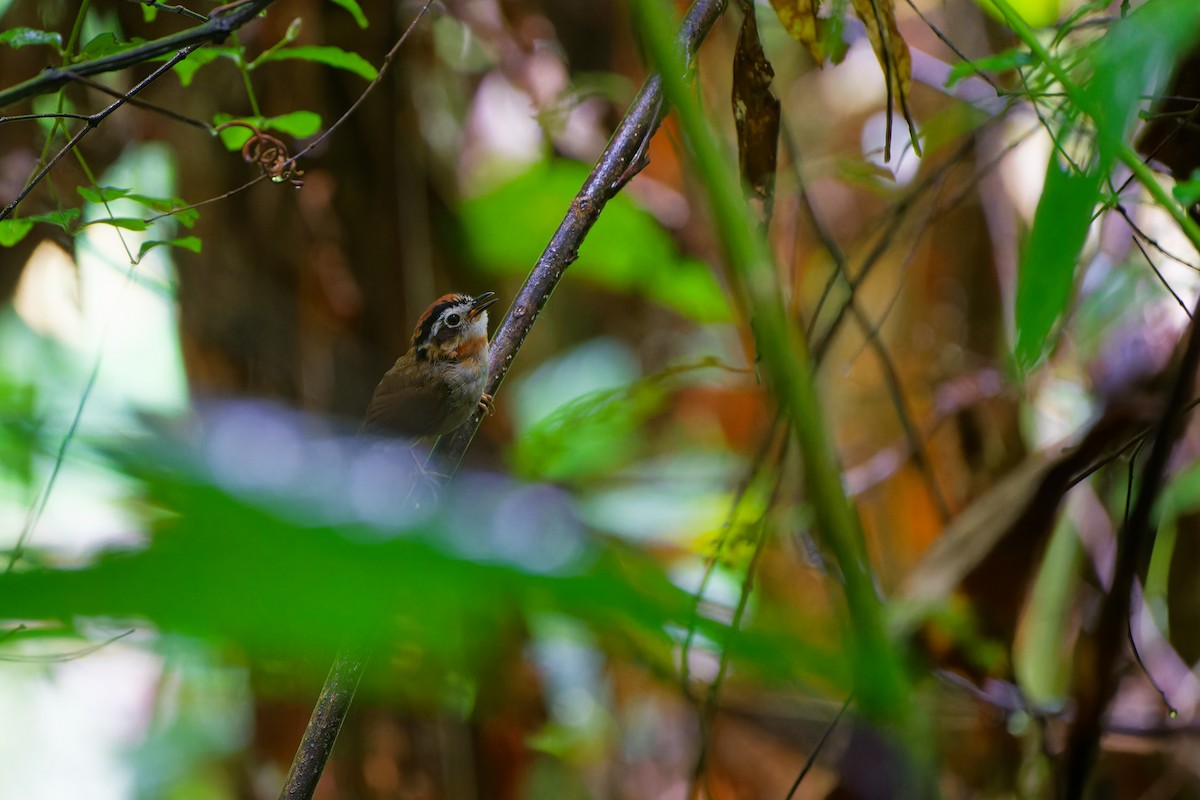 halsbåndfulvetta - ML639403200
