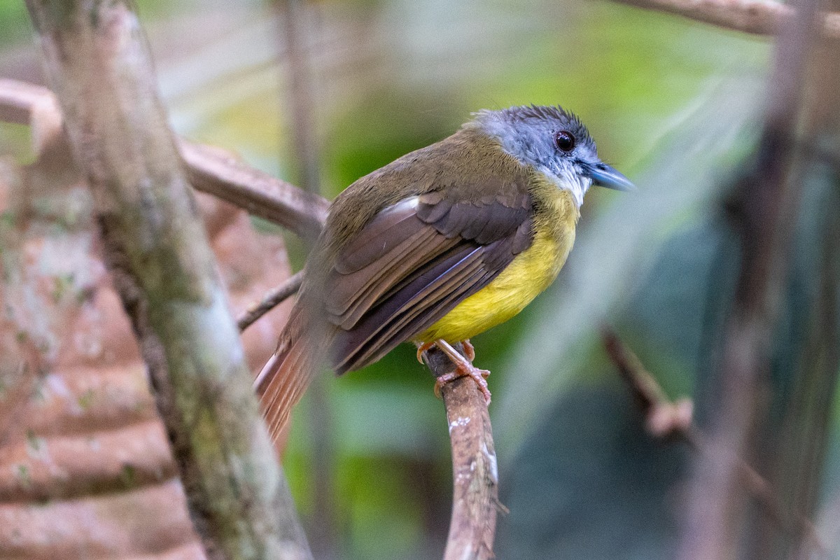 Yellow-bellied Bulbul - ML639403360