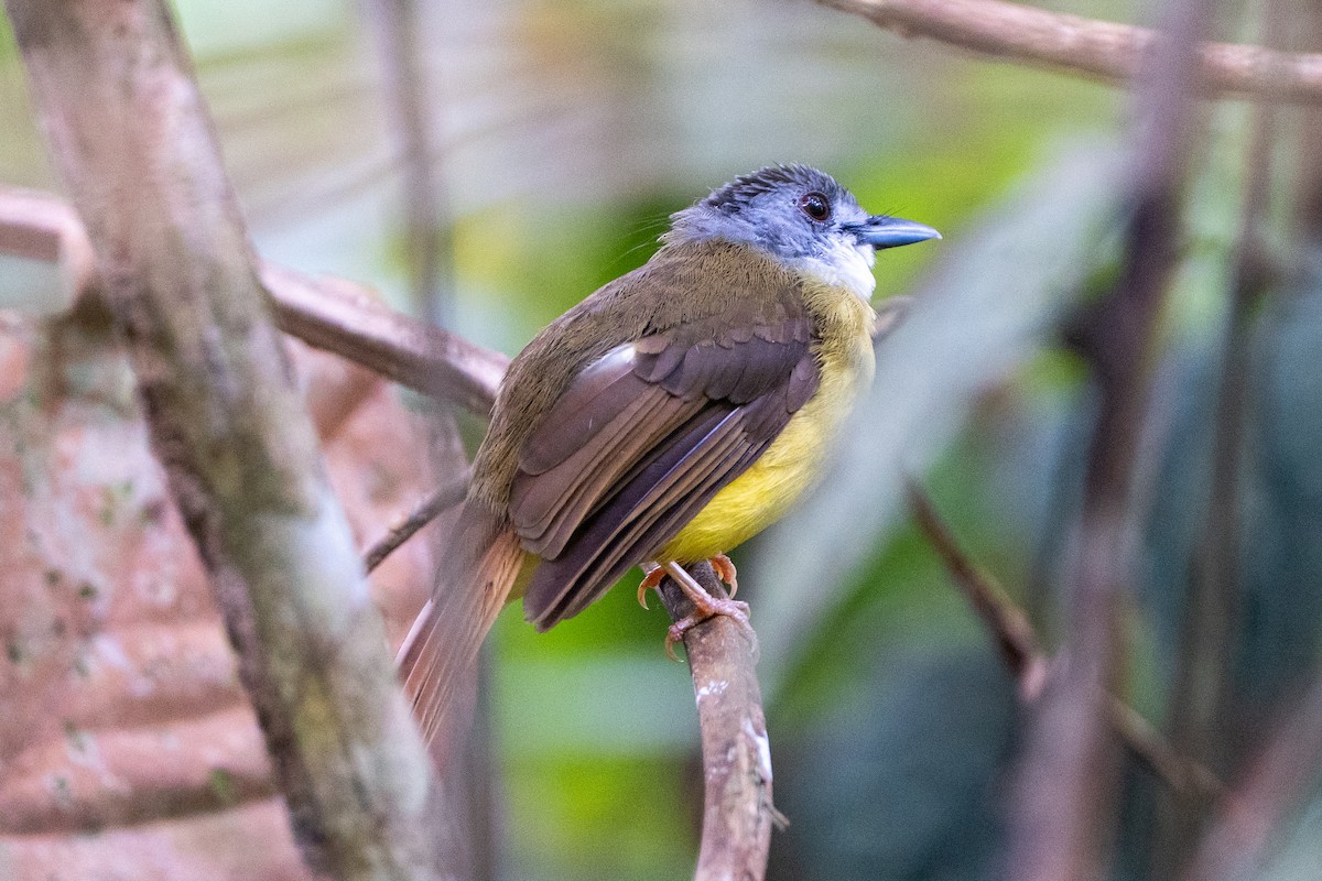 Yellow-bellied Bulbul - ML639403361