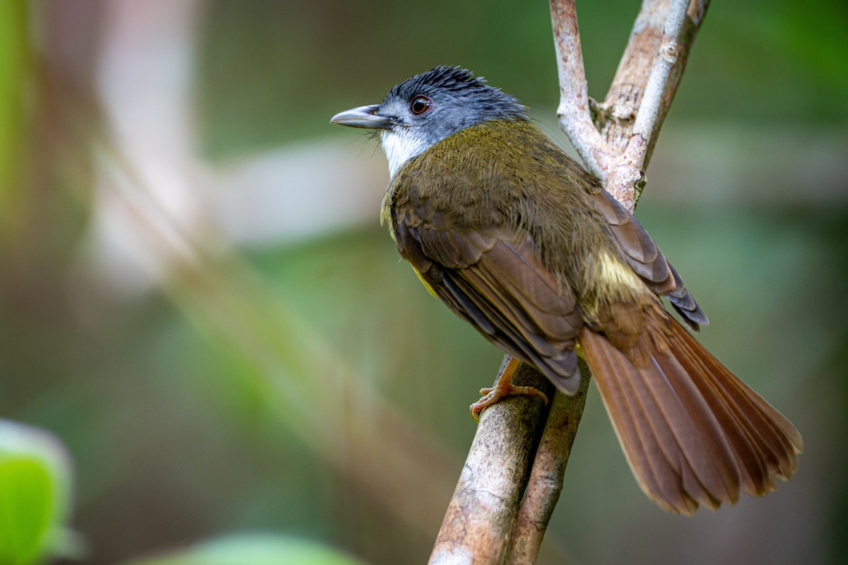 Yellow-bellied Bulbul - ML639403363