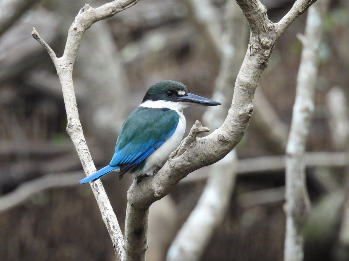 Torresian Kingfisher - ML639403509