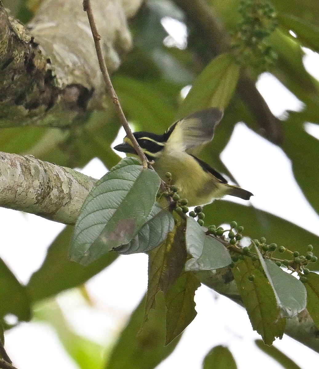 Yellow-throated Tinkerbird - ML639403511