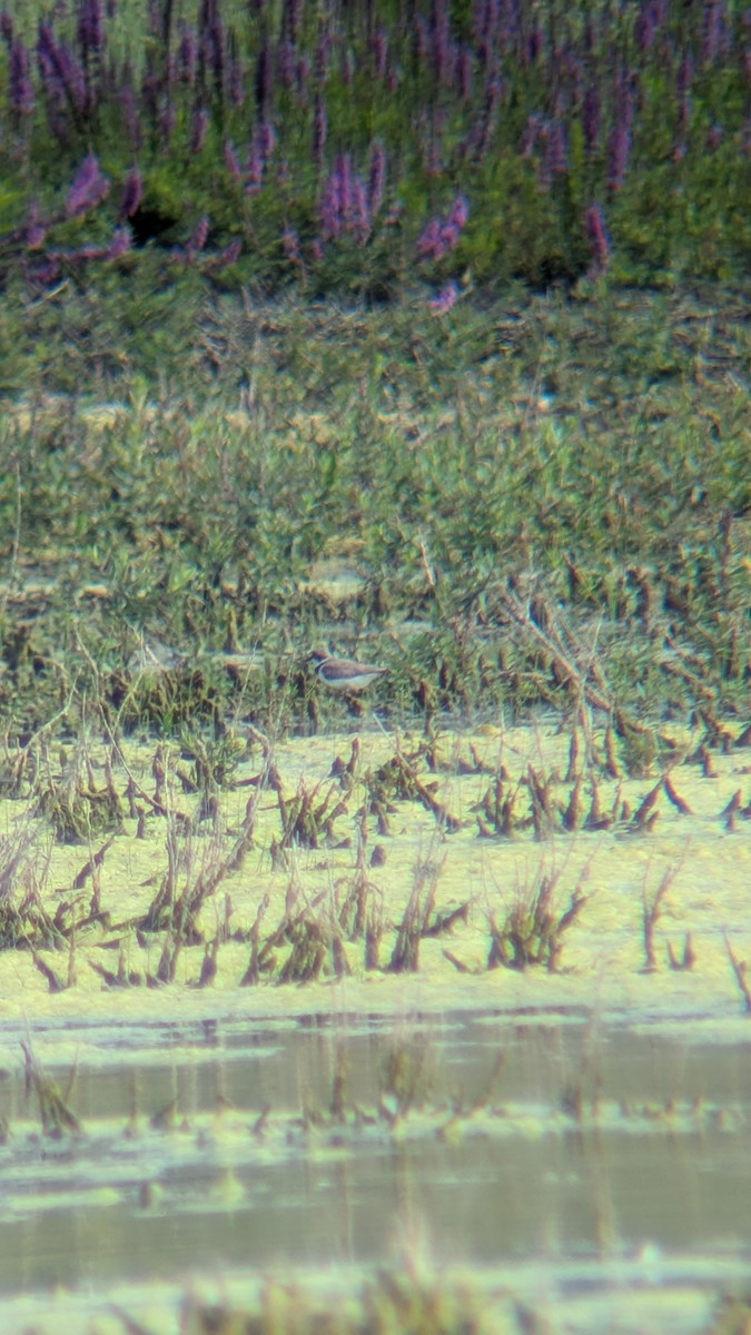 Little Ringed Plover - ML639403514