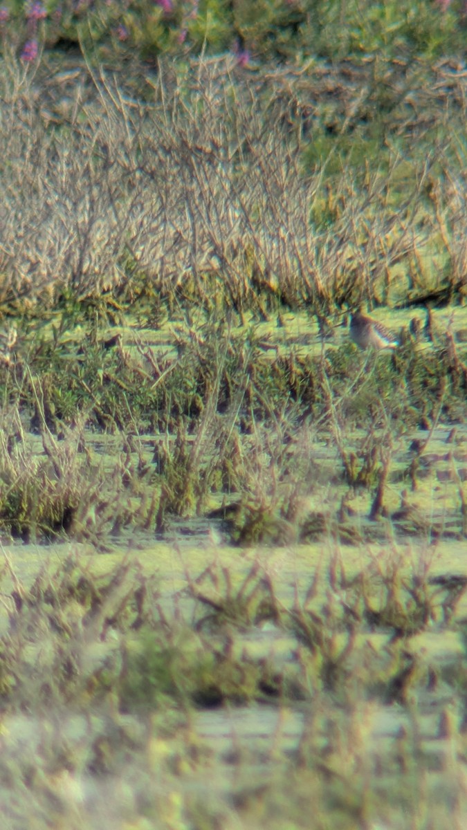 Common Sandpiper - ML639403519