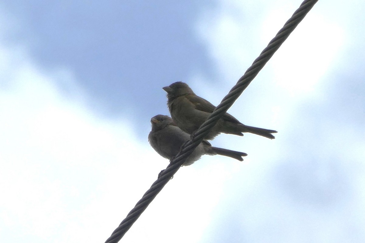 Northern Gray-headed Sparrow - ML639403528