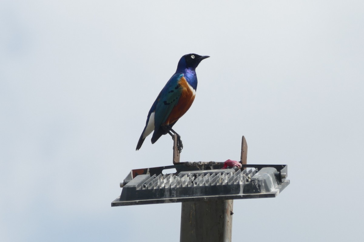 Superb Starling - ML639403531