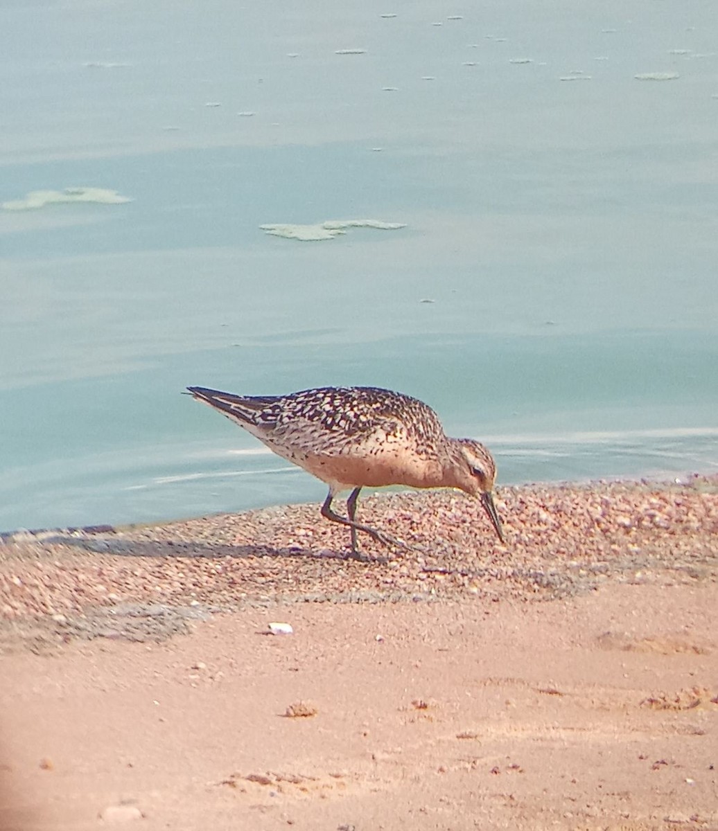 Red Knot - ML639403561