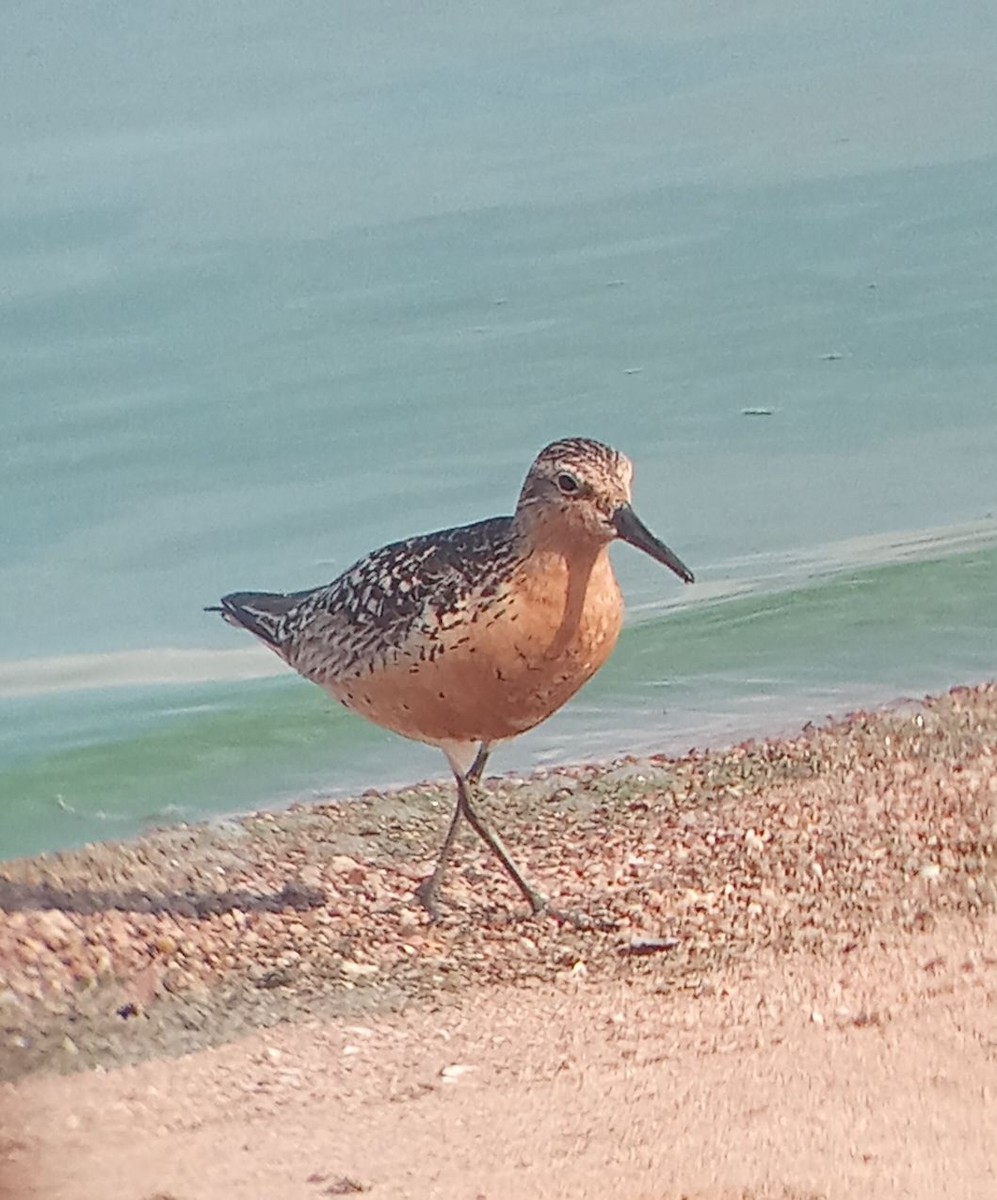 Red Knot - ML639403562