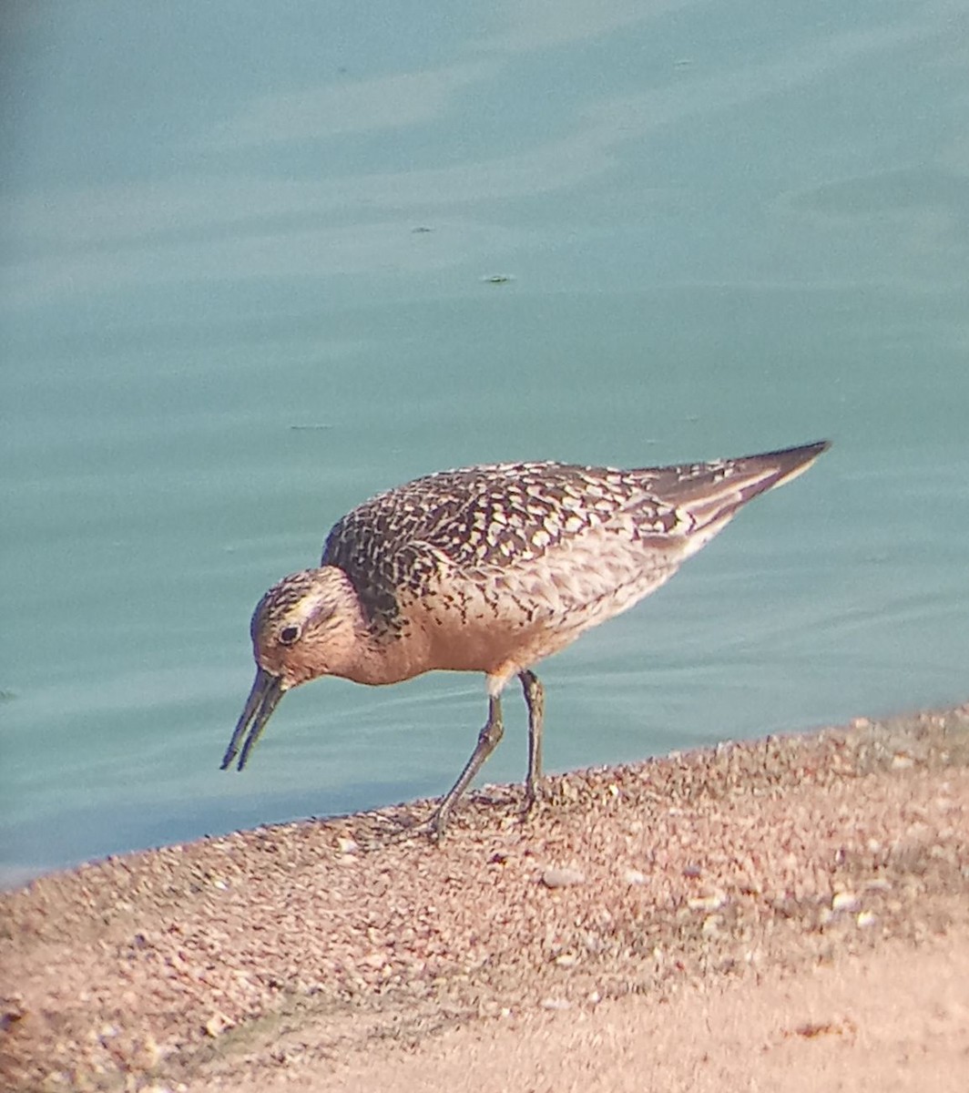 Red Knot - ML639403563