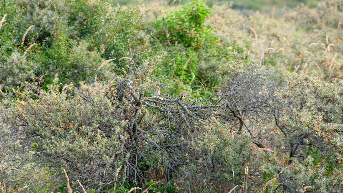 European Goldfinch - ML639403578