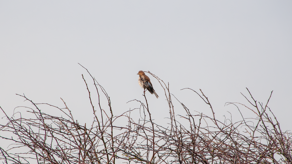 Eurasian Linnet - ML639403582