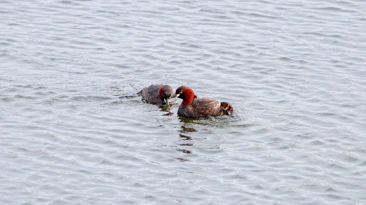 Little Grebe - ML639403584
