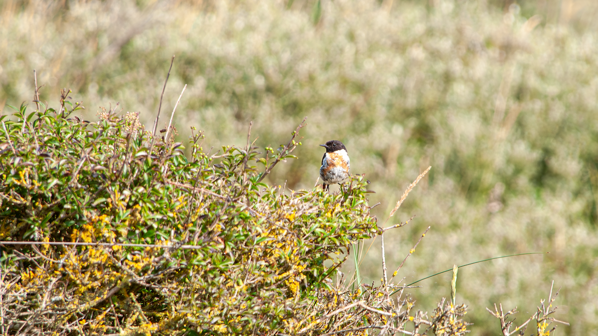 European Stonechat - ML639403591
