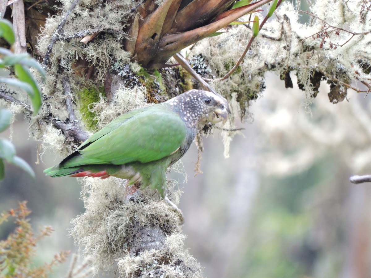 Speckle-faced Parrot - ML63940361