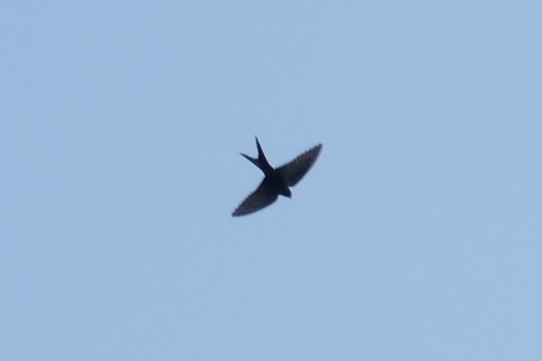 Black Sawwing - ML639403613