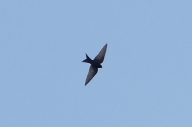 Black Sawwing - ML639403616