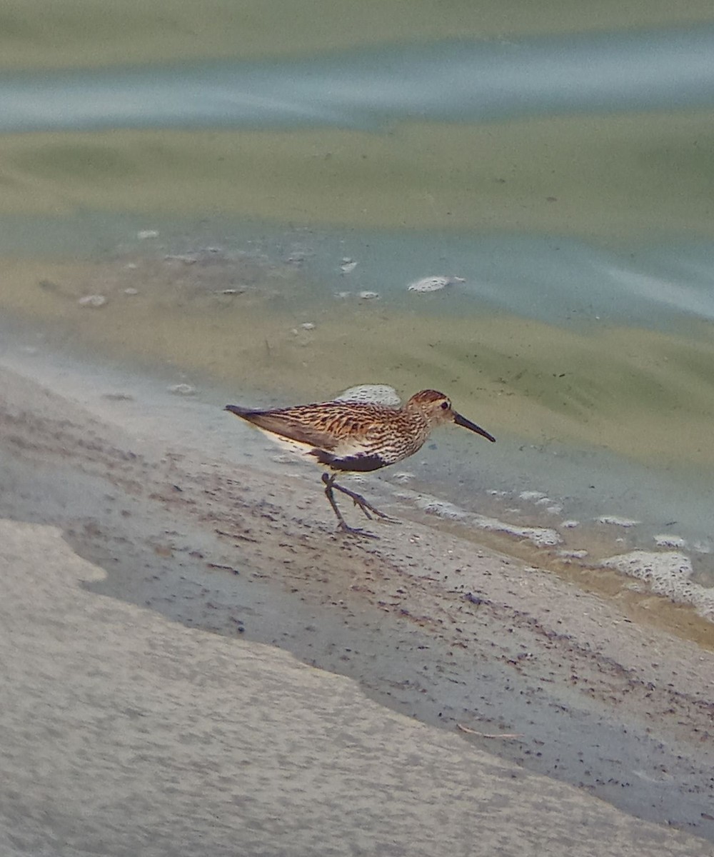 Dunlin - ML639403656