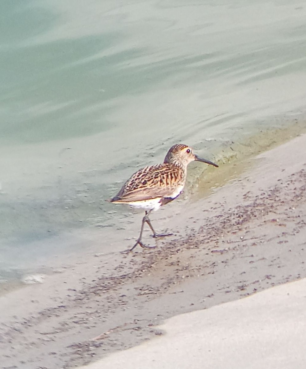 Dunlin - ML639403673