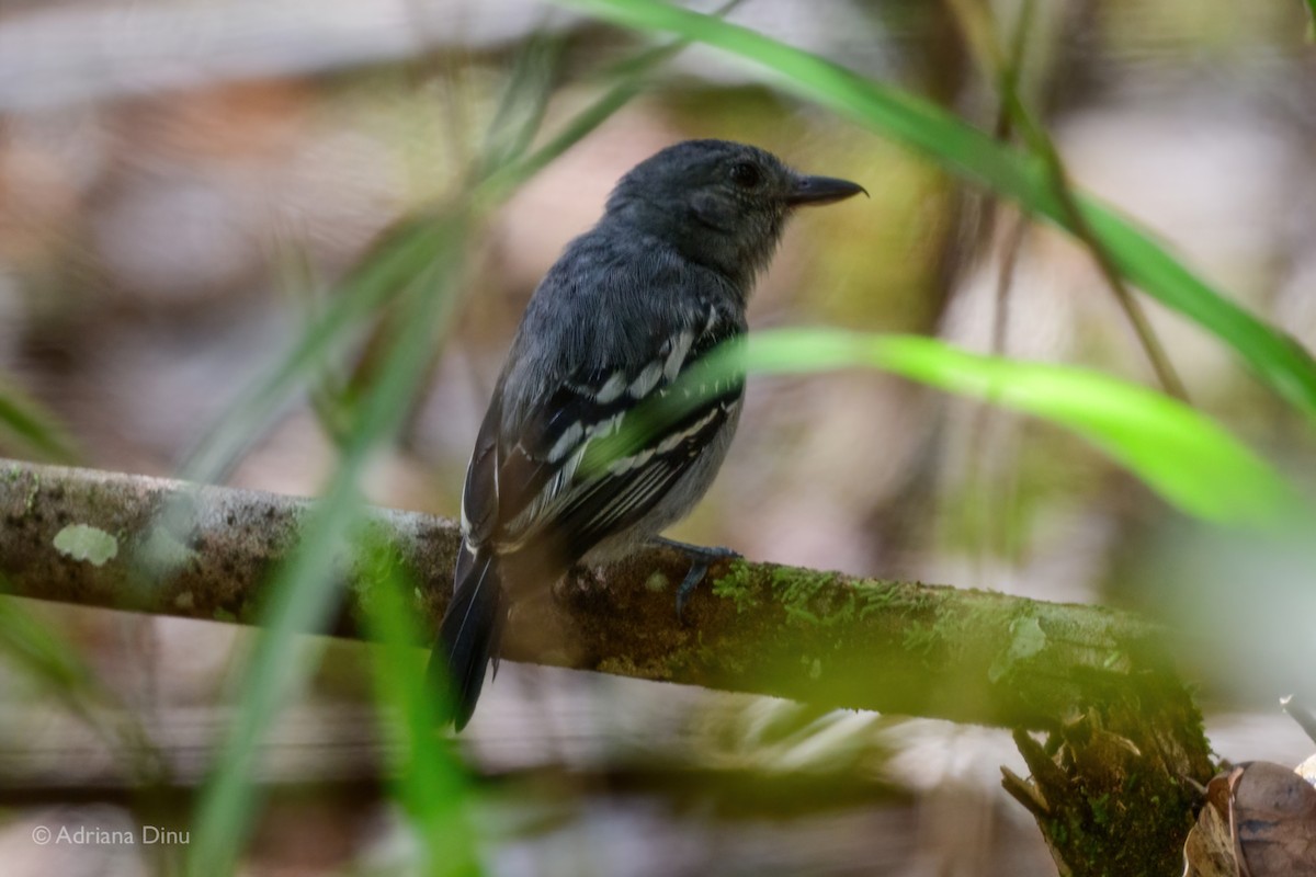 Amazonian Antshrike - ML639403795