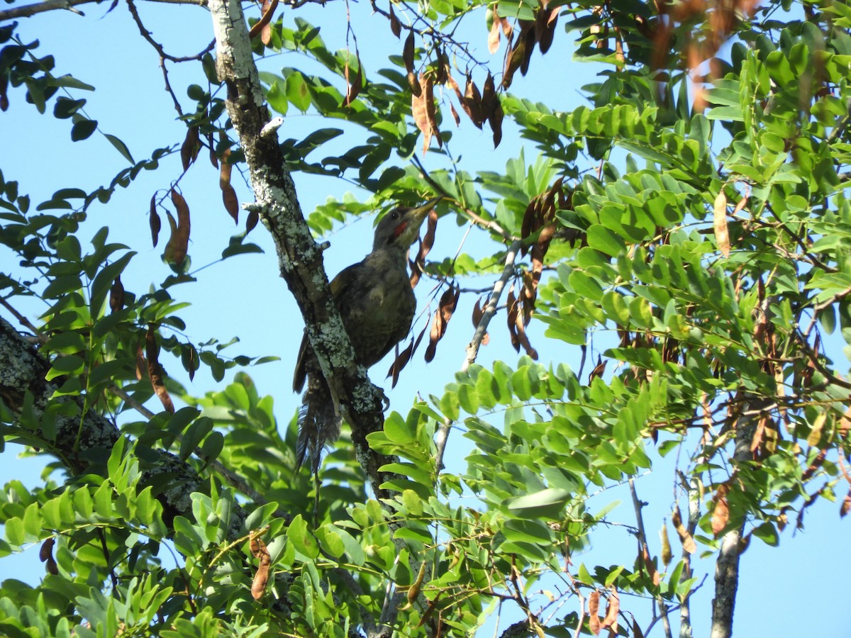 Japanese Woodpecker - ML639403868