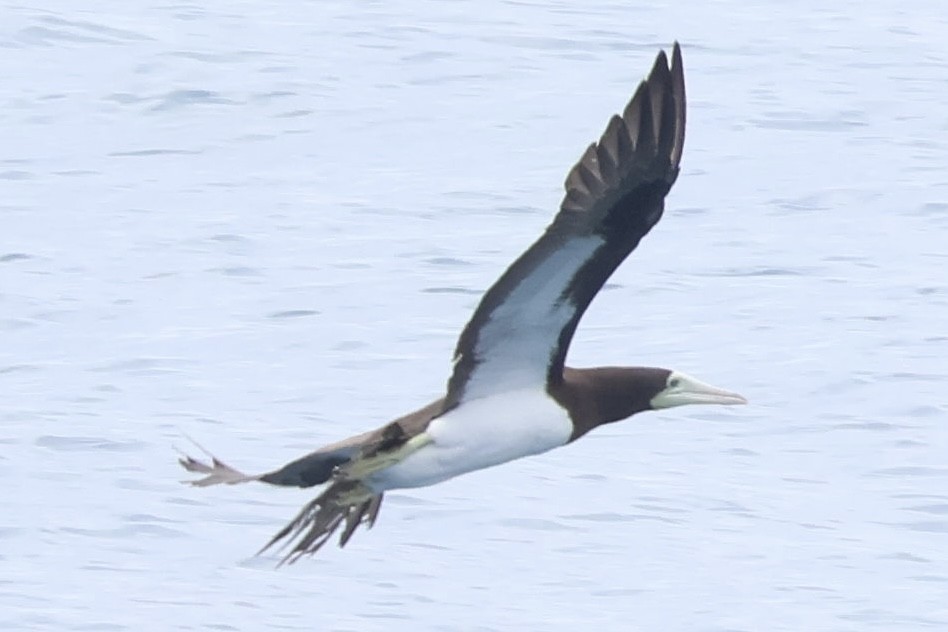 Brown Booby - ML639404099
