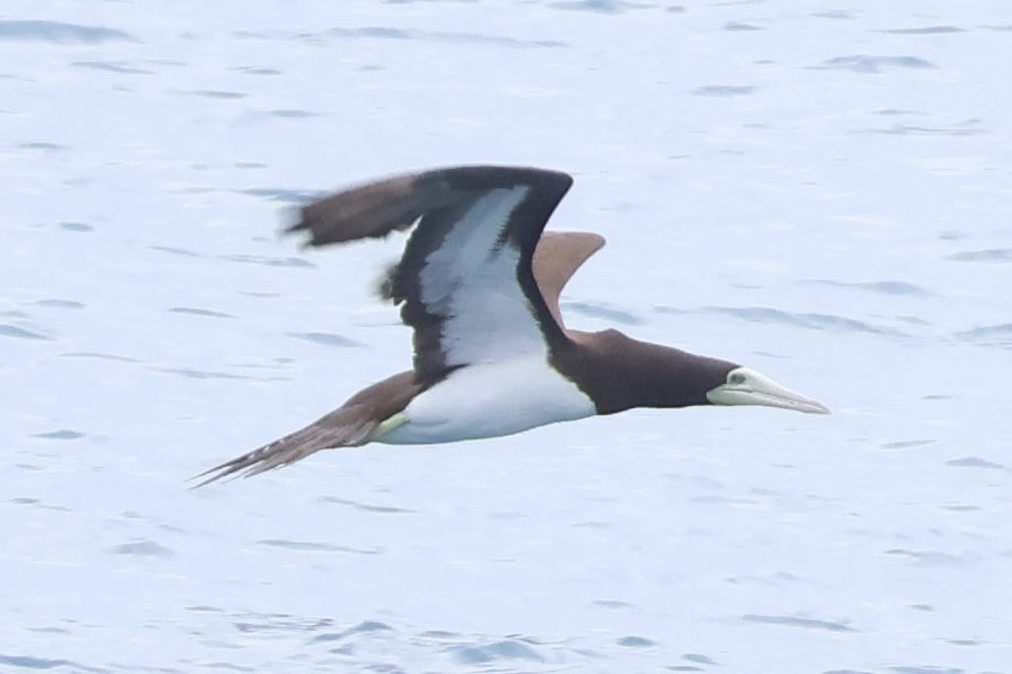 Brown Booby - ML639404100
