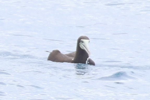 Brown Booby - ML639404101