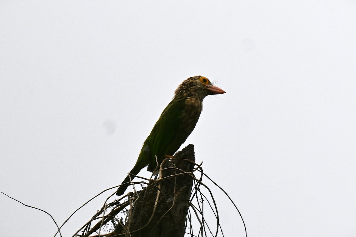 Lineated Barbet - ML639404106