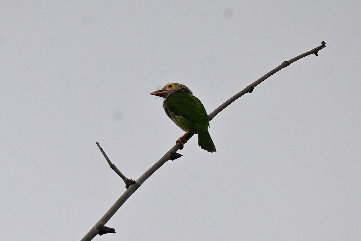 Lineated Barbet - ML639404107