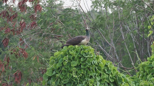 Indian Peafowl - ML639404153