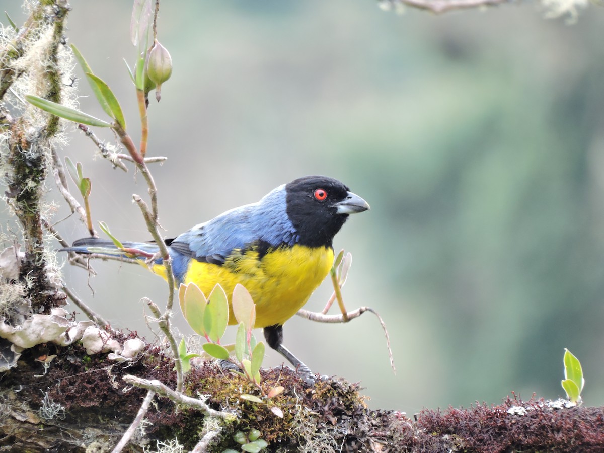 Hooded Mountain Tanager - Edwin Munera