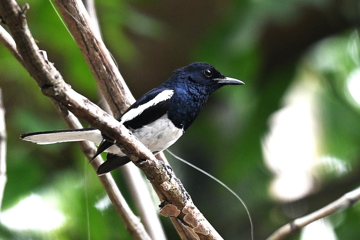 Oriental Magpie-Robin - ML639404339