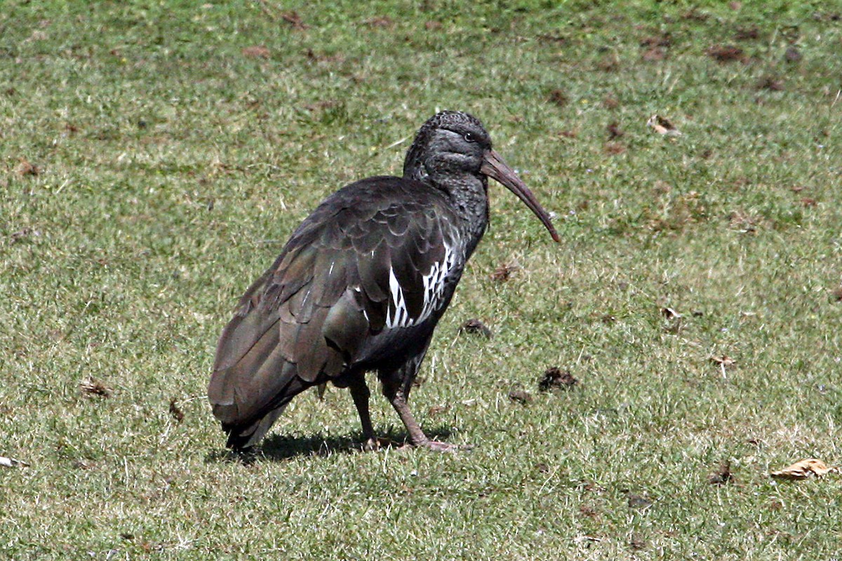 Ibis caronculé - ML639404389