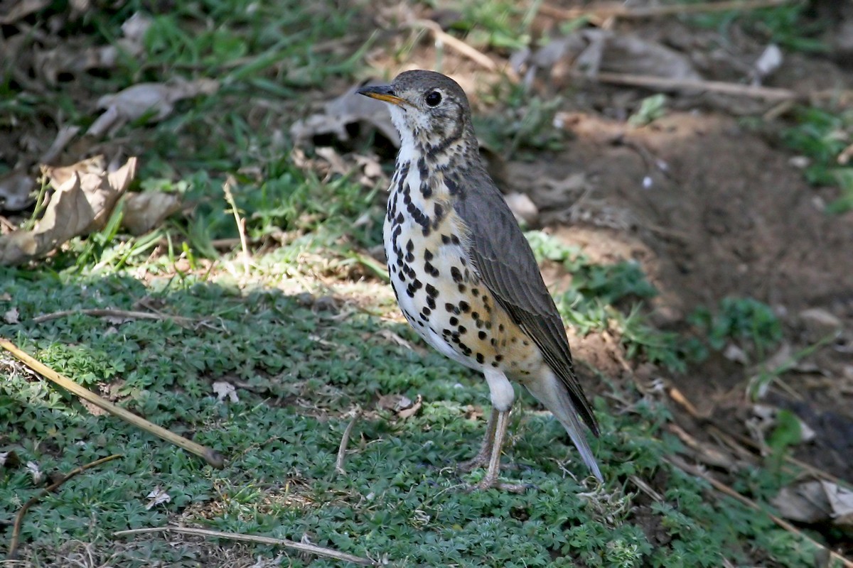 Ethiopian Thrush - ML639404391