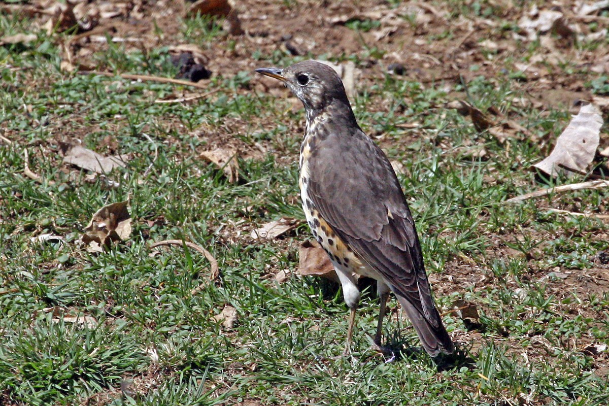 Ethiopian Thrush - ML639404392