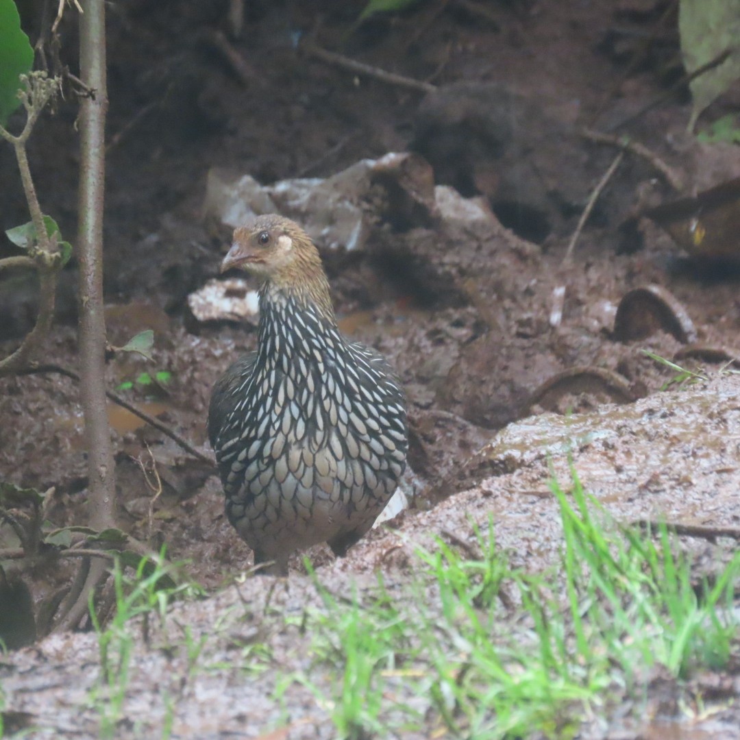 Gray Junglefowl - ML639404418