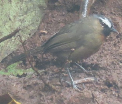 Nilgiri Laughingthrush - ML639404425